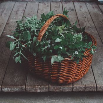 Albahaca con raiz
