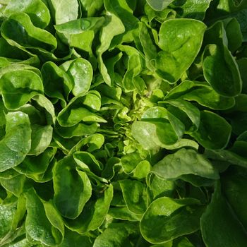 Lechuga Morada