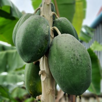 Papaya