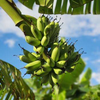 Platano Ecuador