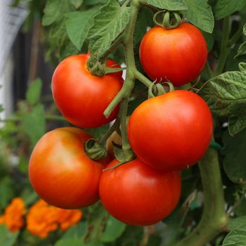 Tomate RAFF